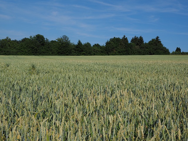 pšenice na poli